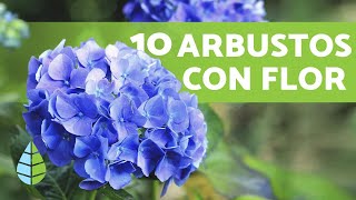 10 ARBUSTOS CON FLORES para el JARDÍN + Nombres y Cuidados