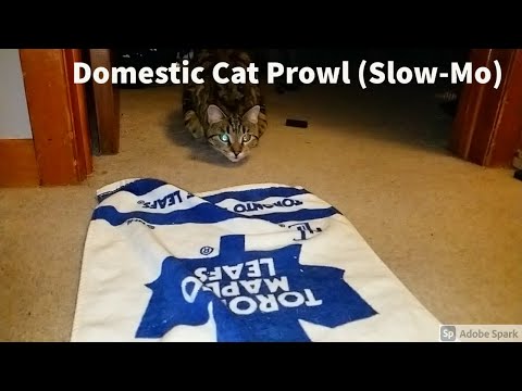 Stripes on the Prowl. Cat pounce slow motion 240 FPS.