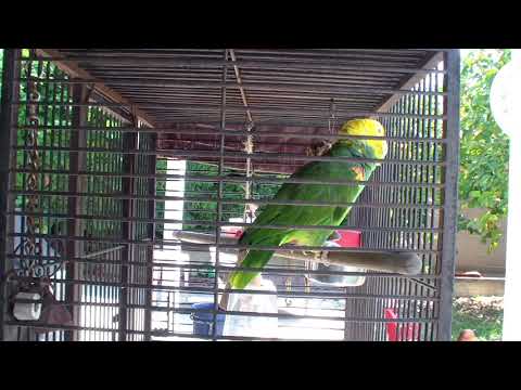 Talking Double Yellow Head Parrot :) Gordy