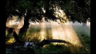 Rod Stewart-It's not the Spotlight