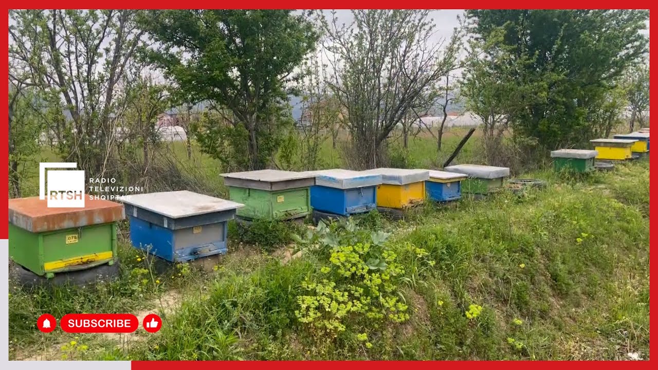 Bletaria në Librazhd, sektori që njeh zhvillim të vazhdueshëm, rreth 650 bletërritës të mëdhenj e të vegjël