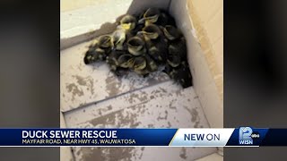 Wauwatosa firefighters save ducklings trapped in sewer
