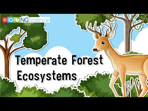 Temperate Forest Ecosystems