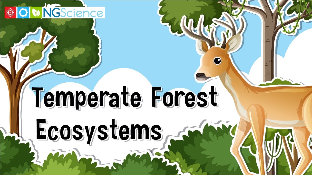 How much of the earth is temperate forest?