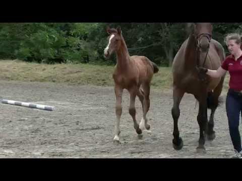 STALL STECHER Holsteiner SF v. Dinken - Cascari