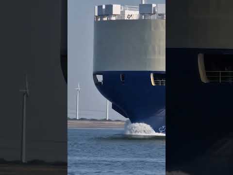 Этот дельфин похоже знает толк в плавании!