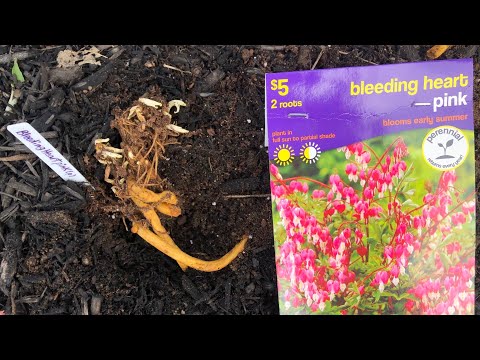 image-Do bleeding heart plants spread?