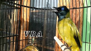 Download lagu PANGGILAN Suara Kutilang Sutra , bikin LAwannya AUTO NYAUT seketika mp3