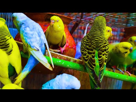 2 Hours of Budgie Best Friends - Mango and Chutney - Singing and Talking Sounds