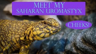 We Adopted Another Lizard! | Saharan Uromastyx