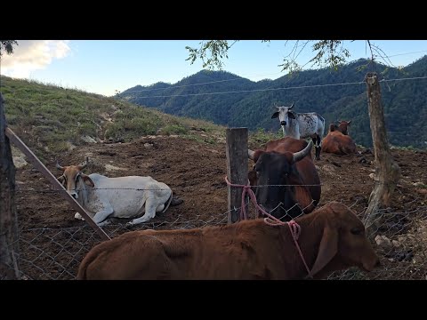 Ganado En Las Montañas Y Su Alimentación | El Salvador Norte 