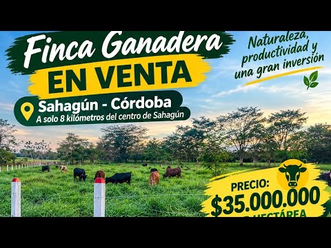 FINCA GANADERA EN VENTA | 50 HECTÁREAS | SAHAGÚN, CÓRDOBA