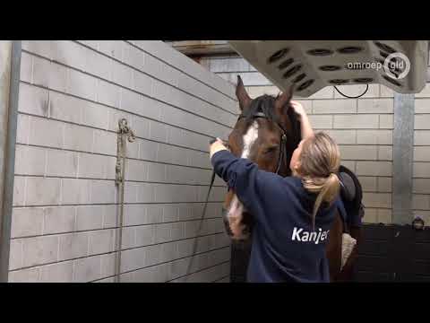Gelderland helpt - Laat mensen genieten van paardrijden en word vrijwilliger!