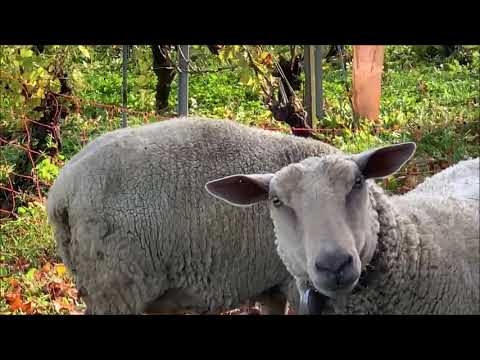 Chateau Champvent (Vaud) Suisse & Village & Alps