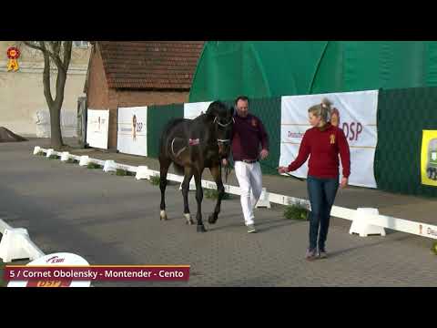 KN 5 v. Cornet Obolensky - Montender - Cento