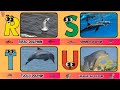 ABC Dolphin Song Amazing Dolphins Porpoises From A To Z Abcd Kids