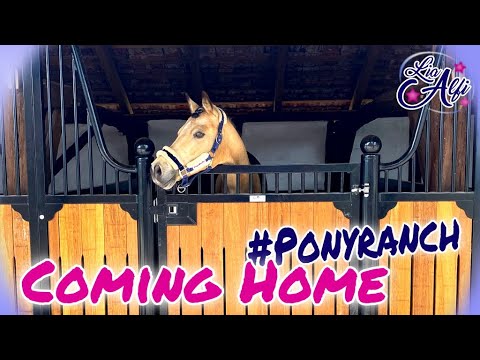 Lia & Alfi - Die Ponys und Dallas kommen nach Hause - Der Umzug