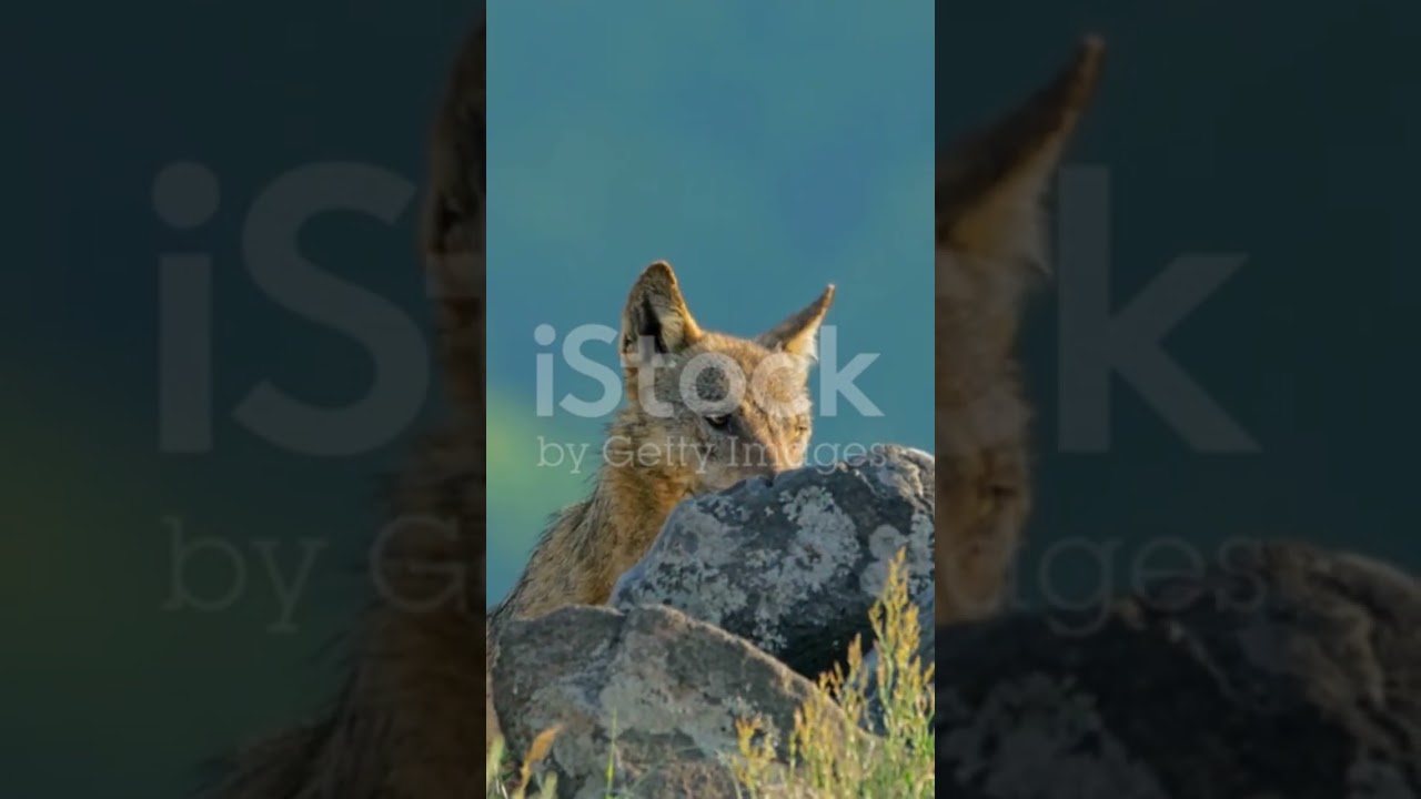 The Wolf’s Chase: Rabbit’s Great Escape! IStock by Getting image