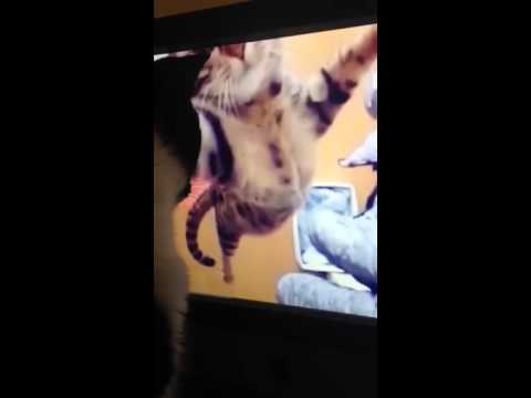 Valor watching cat videos and chasing the cursor