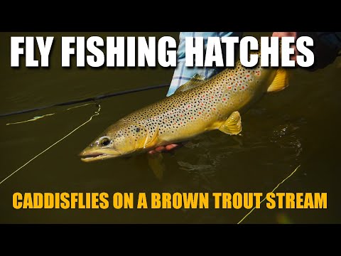 Fly Fishing Hatches - Caddisflies on a Brown Trout Stream. How to Catch Brown Trout in TIGHT Cover