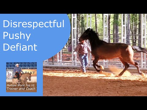 Groundwork for a pushy disrespectful horse