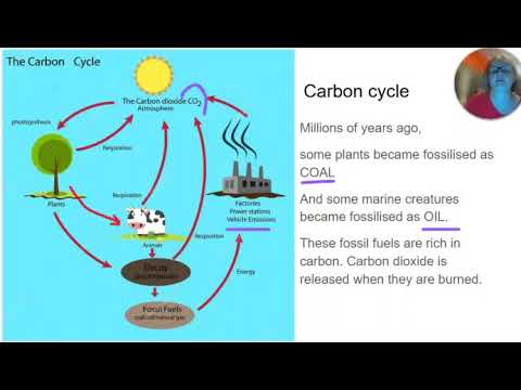Cycles in Ecosystems