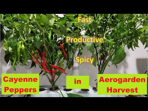 Cayenne Peppers in Aerogarden Harvest | Indoor Hydroponics Gardening