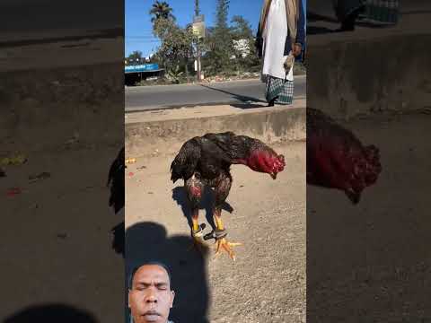 Aseel lovers birds #funny #pets #love #chicken #animals #dance #birds #rooster #aseelmurga