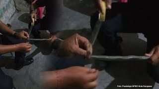 Sempat Heboh Ular Piton 4 Meter Gigit Seorang Pria, Kini Ular Kobra Masuk ke Rumah Warga di Denpasar