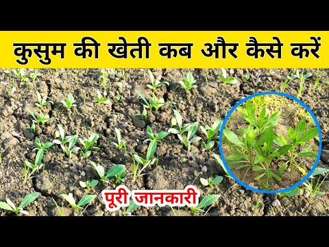 When and how to cultivate safflower🍀🔥 How to cultivate safflower | How to cultivate safflower