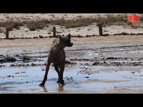 Looking for water in a rainy puddle