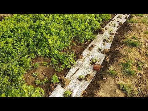 A visit towards Qingpu, Shanghai 3