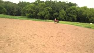 Athena Wood AQHA mare for sale