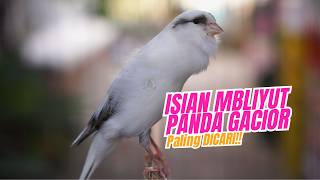 Download lagu SUARA KENARI PANDA GACOR ISIAN MEWAH EXOTIC - MASTERAN KENARI ISIAN BLACKTHROAT GACOR SUARA JERNIH mp3