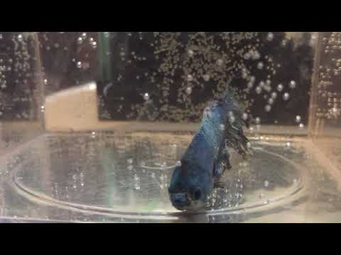 Dying Betta 2