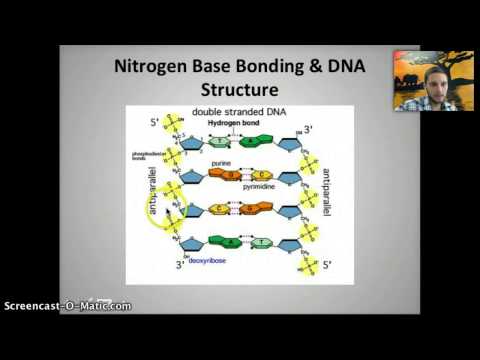 IB 2.6 - DNA Structure