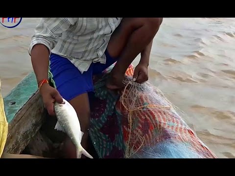 , title : 'Hilsa Fish Hunt "Fishing" Tenualosa ilisha (ilish, hilsa, hilsa or hilsa shad) is a species of fish'