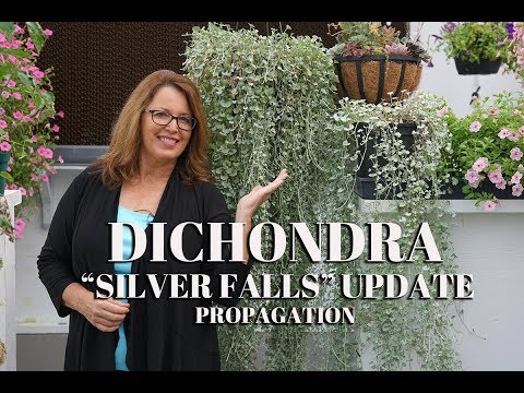 download lagu mp3 mp4 Silver Falls Plant, download lagu Silver Falls Plant gratis, unduh video klip Silver Falls Plant