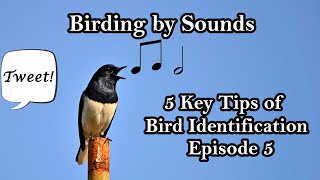 Download lagu Birding by Sounds | 5 Key Tips of Bird Identification Ep. 5 mp3 Download lagu Birding by Sounds | 5 Key Tips of Bird Identification Ep. 5 mp3