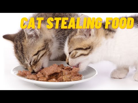 Why Does My CAT Steal My Other CAT's FOOD? 🐱 (Causes and Solutions)