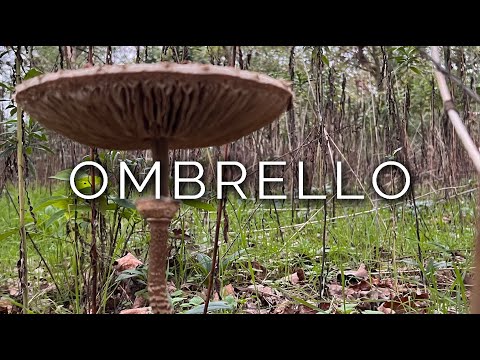 1378-IT Ivano, OMBRELLO - Ipnosi Esoterica ∞ Lucio Carsi