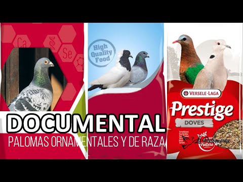 , title : 'Documental Palomas Ornamentales y de Raza'
