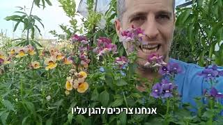 נמזיה רב-שנתית פריחה כמו זרי פרחים בגינה