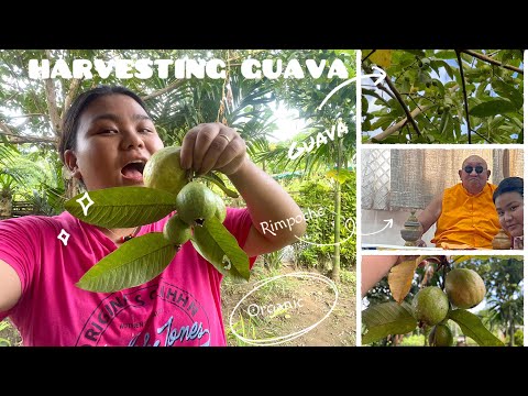 Day2 in Tezu/Harvesting Guava//Dzogchen Ganor Rinpoche #blessing #guava #lohit #tezu #organicfarming