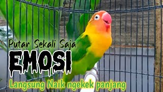 Download lagu Lovebird Ngekek Panjang, 100% Jitu Memancing Lovebird DIAM JARANG BUNYI Langsung NYAUT mp3