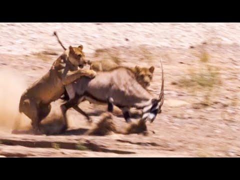 Two Lions Take on Oryx | Natural World: Desert Lions | BBC Earth