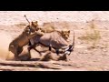 Two Lions Take On Oryx Natural World Desert Lions BBC Earth