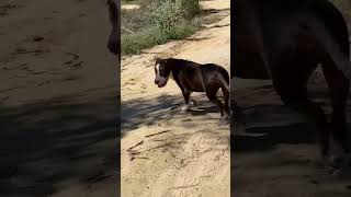 Video preview image #1 Mountain Cur-Unknown Mix Puppy For Sale in Ridgefield, CT, USA