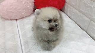 ハーフ犬の動画01