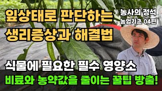 식물 필수원소 다량요소 미량요소 역할과 과다 및 결핍증상 해결방법 농사의정석 04편
